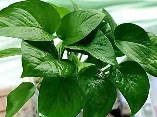 阳台上|想要绿萝不黄叶不烂根就得这样养，不仅不黄叶，还能常年绿油油