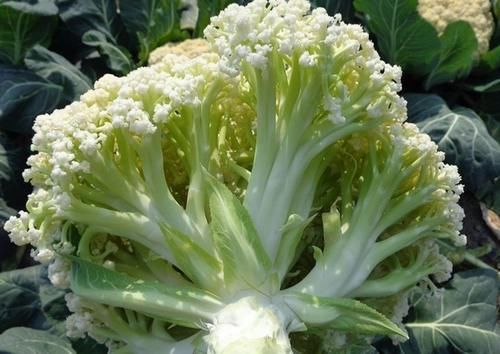 气血两亏|医生忠告：这几种蔬菜尽量少吃，或对身体不好，大家别忽视了