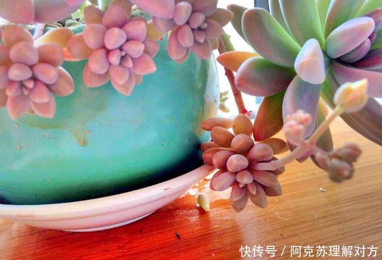 小白养多肉,不用瞎折腾,盆栽这5款,漂亮、落地就生根