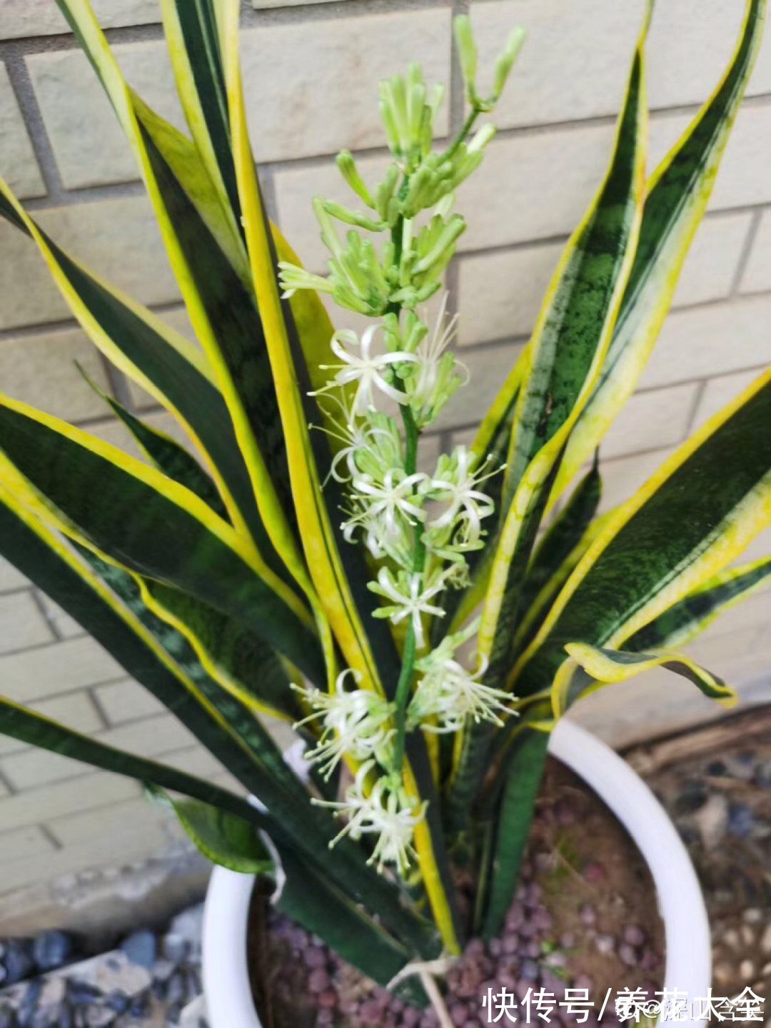 铁树|老人常说，6种吉祥花，轻易不开花，开花据说有好运