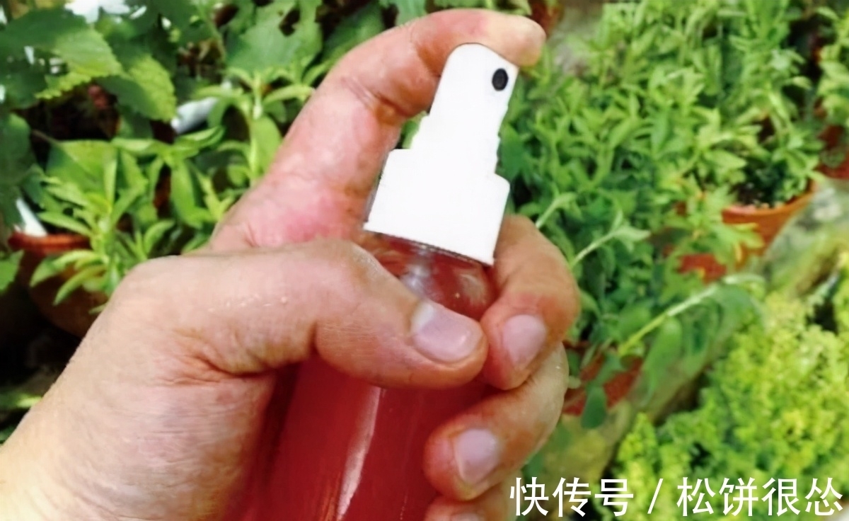 养花该如何杀虫?学会这几招,一招就能够秒杀害虫