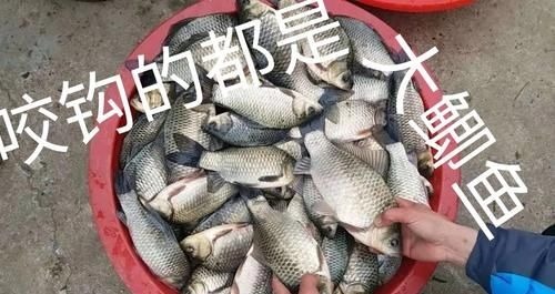 不用蚯蚓和红虫，晚春用这三种“民间配方”上的都是大鲫鱼