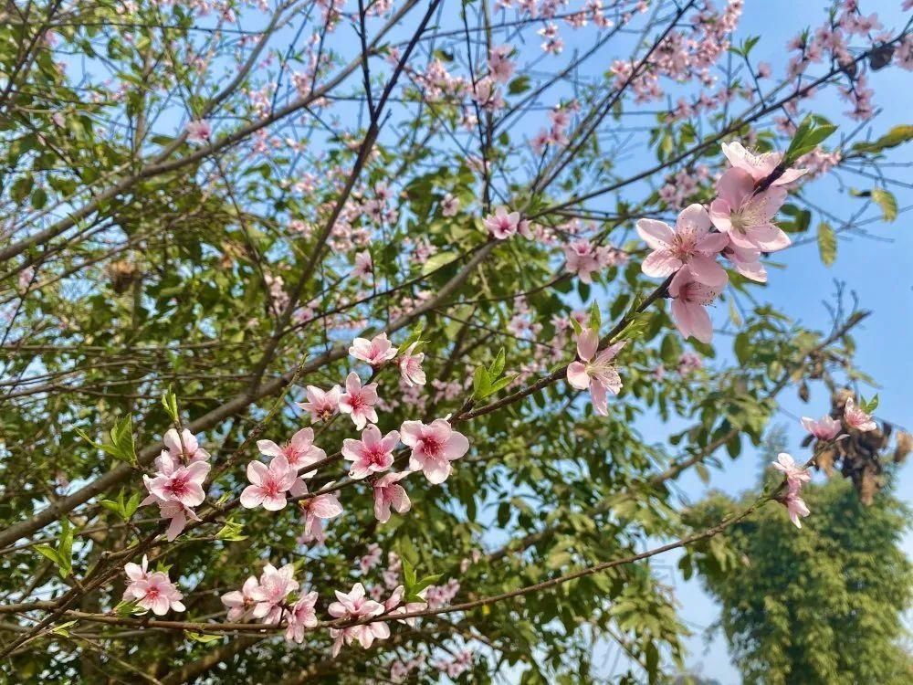 老年|成都超美梨花花海→