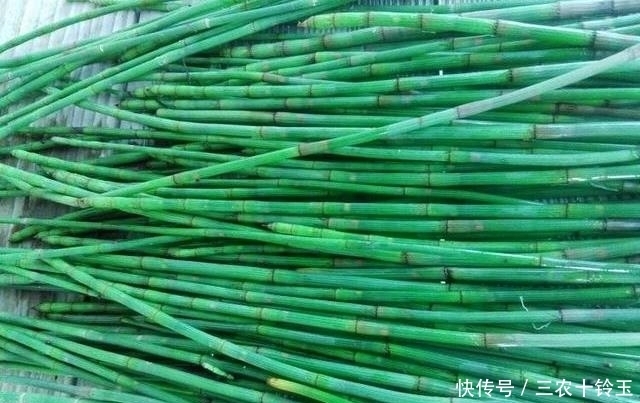 越来越|农村一种“光棍”草,无叶无花只有杆,但煎水喝眼睛越来越明亮