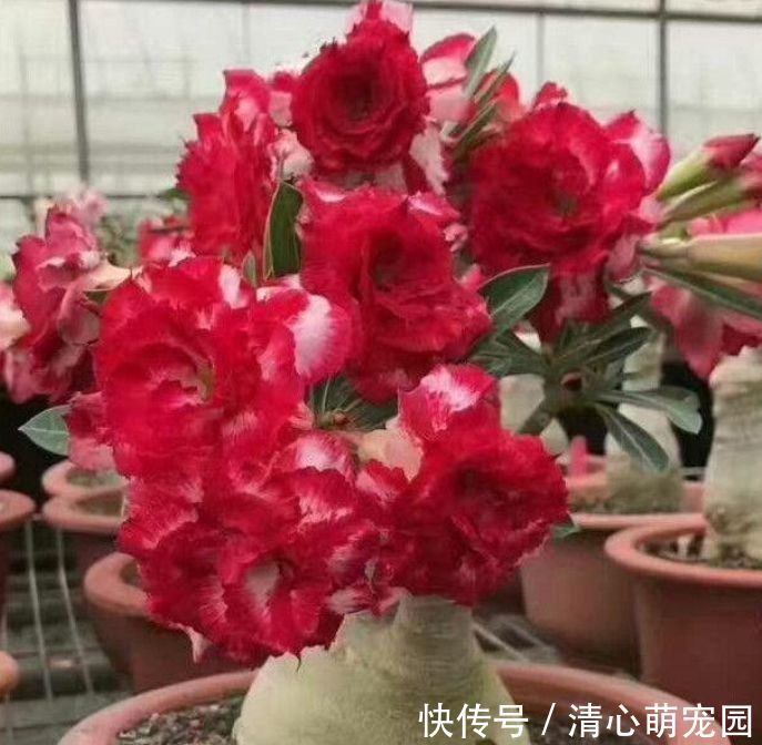 家适合养在阳台的花卉,花香易打理轻松开出花海,养在客厅美极了