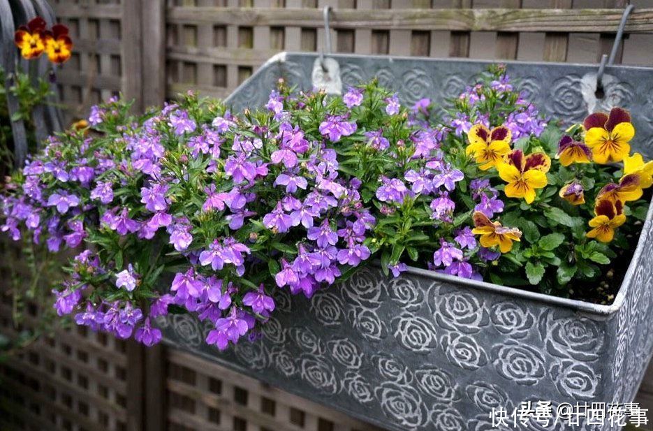 花草|秋天买花别买错,选这5款放阳台,一年开3季,个个“开花劳模”