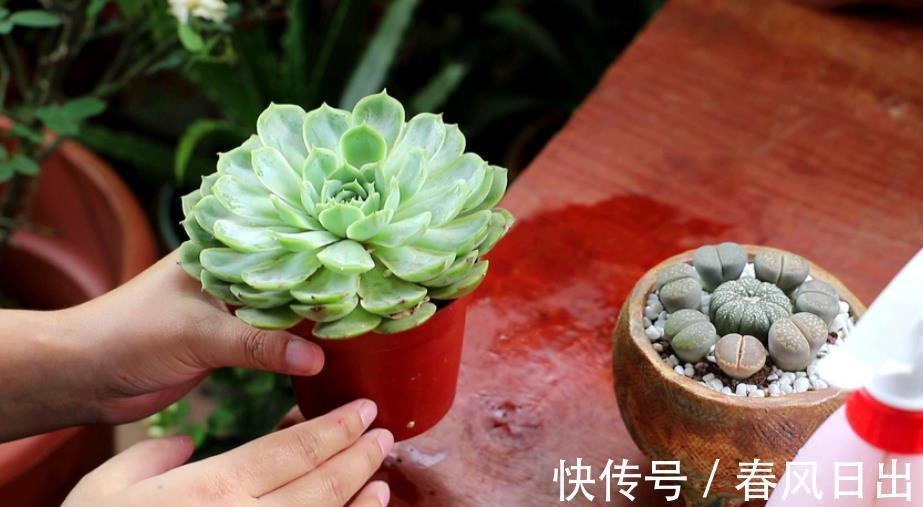 土壤肥力|养多肉植物有4个“致死行为”,现在知道还不算晚