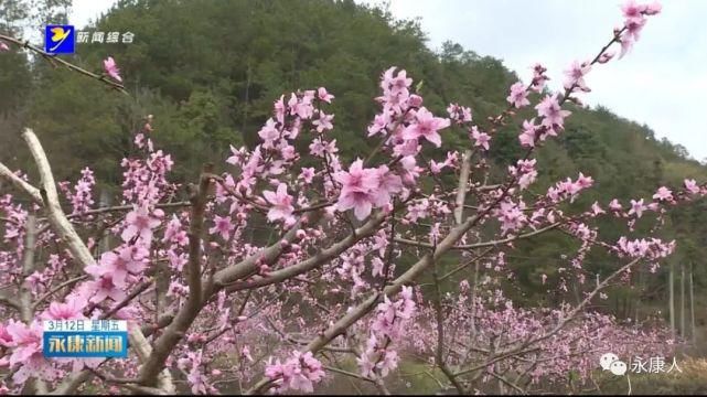 春风十里桃花灼灼，一起来赏花吧！