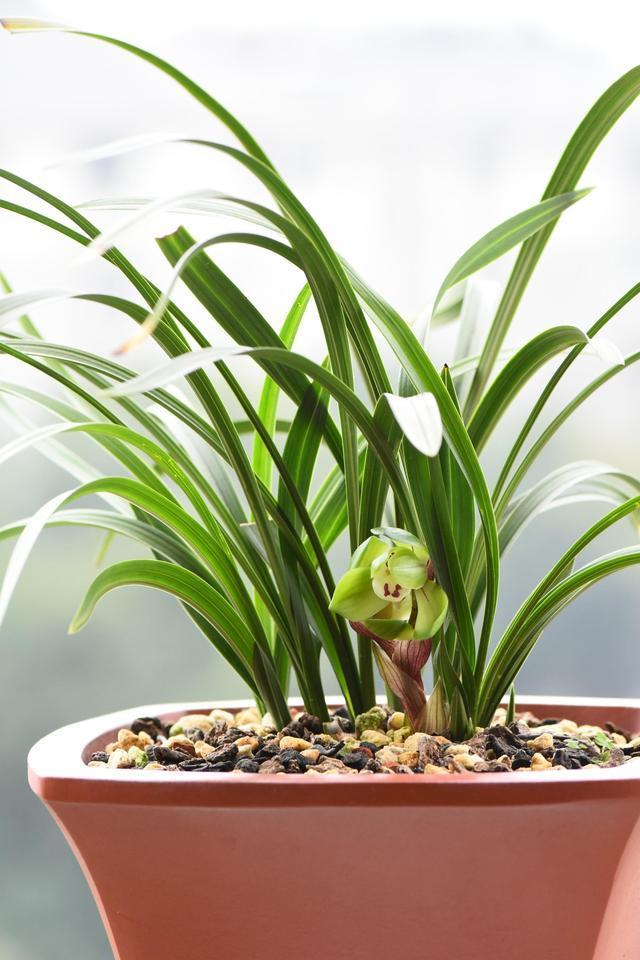 兰花不开花,这个方式你试过了吗很多花友说很好用。