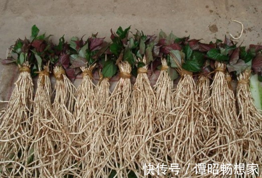 院子里长出5种草，尽量别破坏了，能赏又能当菜，有人花钱买来种