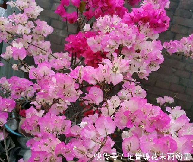 浇水|三角梅快掉光叶了怎么办扦插苗，养根是重点，浇水是关键