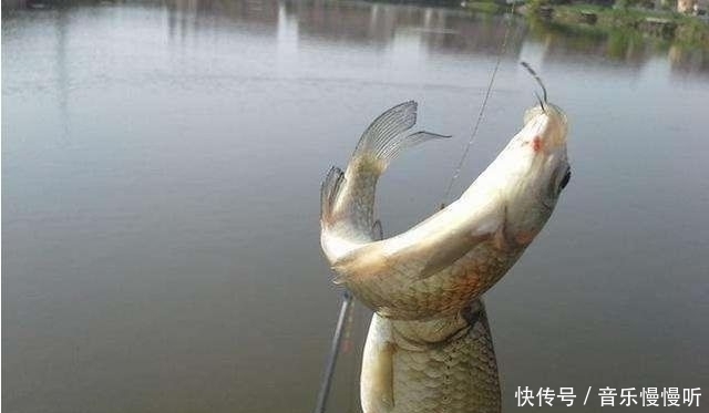 美国威斯康星大学|上钩的鱼儿究竟会不会痛,这个钓鱼人争论的问题,如今有了答案
