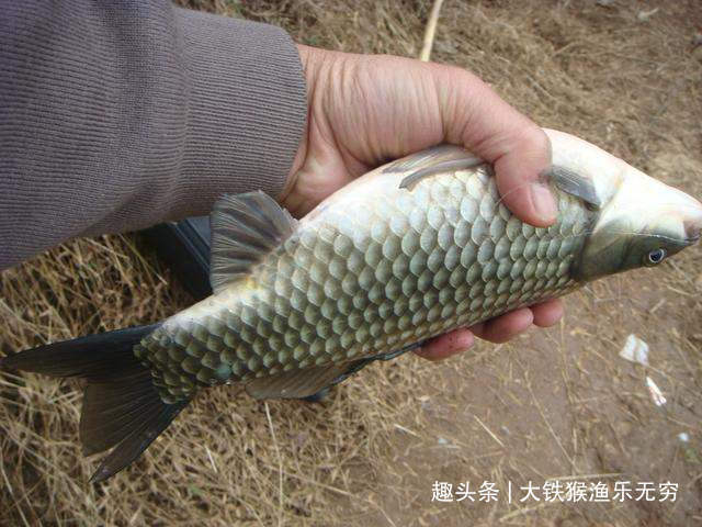 老头|民间60岁钓鱼高手，一招解决春季鲫鱼没口问题，请收下我的膝盖吧