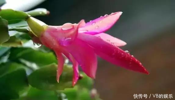 几种很耐寒的花,在冬天依旧开花美艳