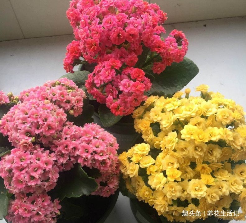 打蔫的长寿花，只需要改善“3点”养护，不久就能精神饱满