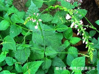 透骨草|十个人九个腰痛，用此草泡水喝，活血化瘀，腰不痛了，早喝早好