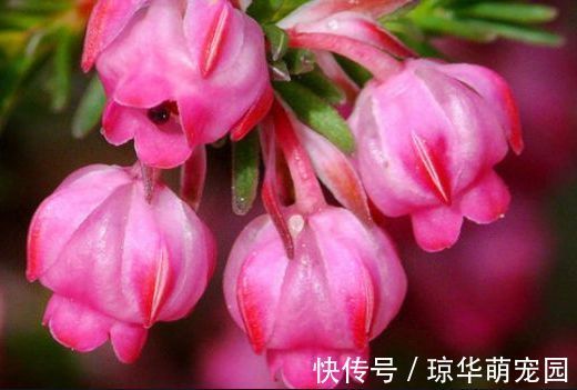 耐寒|家里养此款花卉,便宜又好养,花朵美艳迷人,养在家中香飘满屋