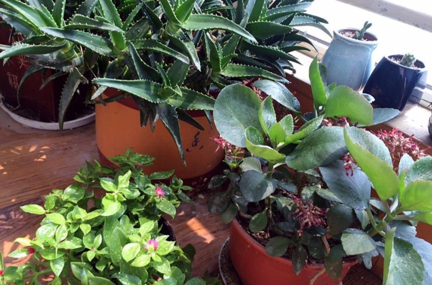 花盆|松树三宝:松果壳、松针、松树皮,拿来养花,各有妙用