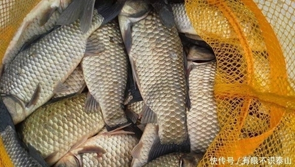 长竿|秋末冬初进入“长竿季”,野钓大鲫鱼,没有比这更简单的钓法!