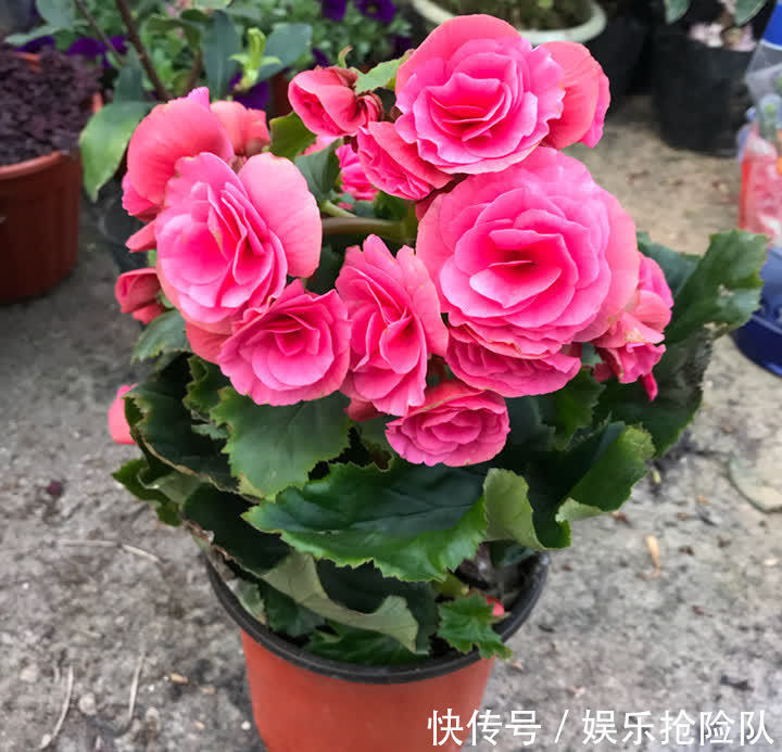 富贵竹|秋季养花选什么合适?这4种,搁置的地方合适轻松养好