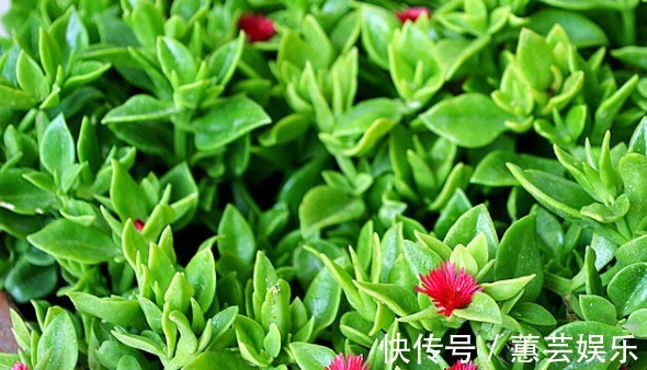 懒人都养不死的几朵花,娇憨可爱,好看好养活,次次开花爆盆