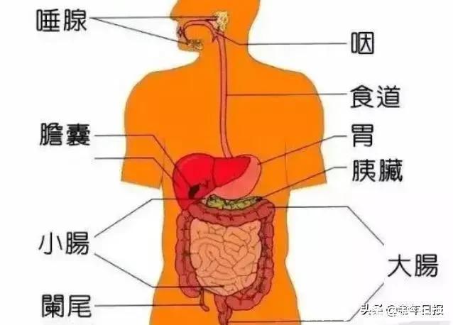 胰岛素的“加速器”被找到，不是苦瓜，糖友多吃，或可让血糖稳定