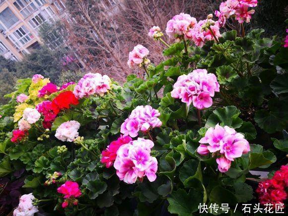  开花|12月天竺葵进入“盛花期”，养护记住“3多1少”，开花多又密