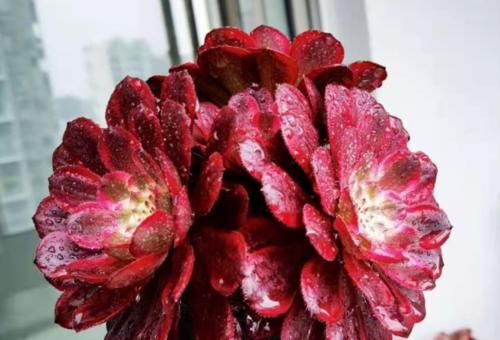 多肉红覆轮锦是最容易变异的法师，这些法师品种都跟它有莫大的关系