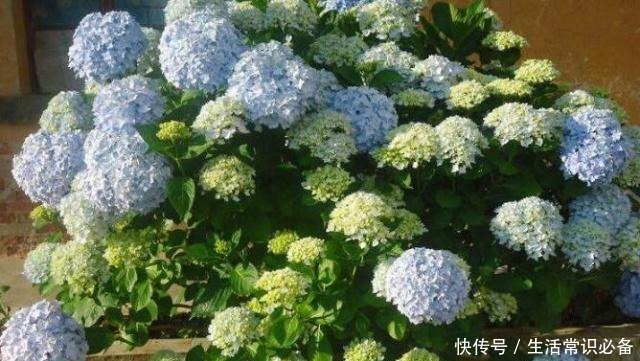 有小院子就养这4种花,花美、耐阴好养,种1棵,开花一大片!