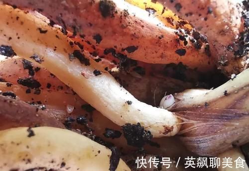 促使兰花发芽的方法，离不开3个要素，20天就见效