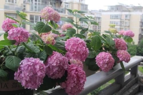 3种花“超好养”,不怕冷、不怕热,开花漂亮花期长!