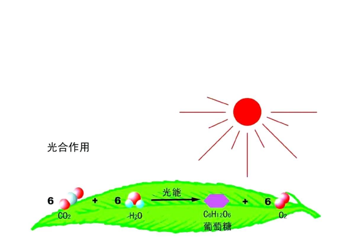 如果外星存在植被,那应该是什么颜色的?