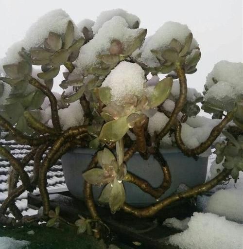 植物|一种名叫“美人”的植物,皮实好养长得快,一棵长出一大片