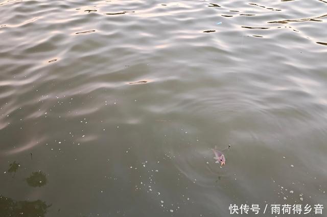 钓鲤鱼不需要太多料混合,配对这两种料,一年都不用换了