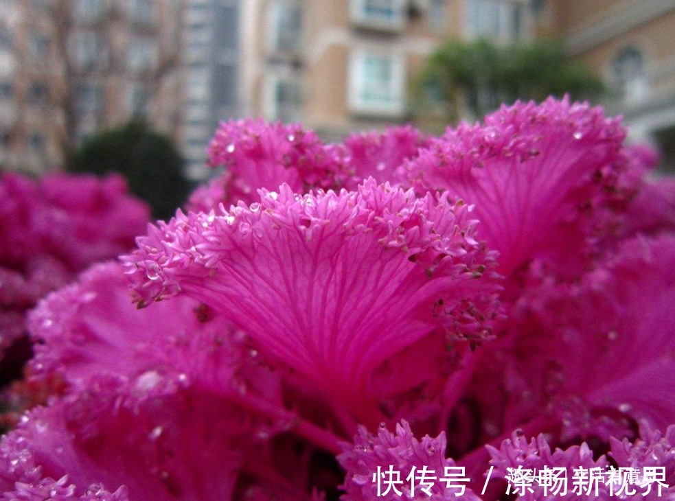 做梦都想变成花的青菜,梦想成真!逆袭成功变盆栽,教你养护方法