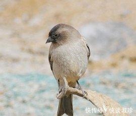 相伴|新疆高山岭雀,与雪相伴,美极啦!