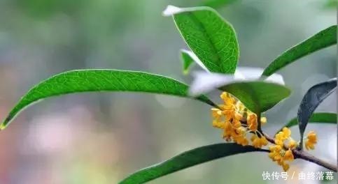 桂花,就是最美秋日诗词!