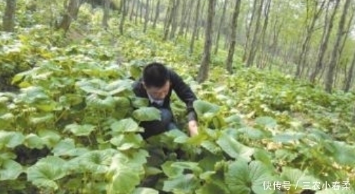 野菜|一种能卖200元一斤的山野菜，是餐桌上不错的佳肴，还能来入药