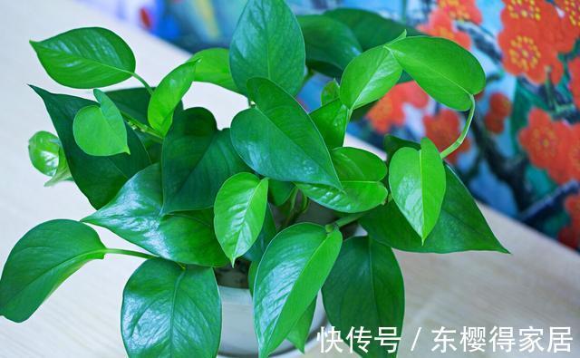 驱蚊草|家里的这些角落里,适合摆放哪些植物?建议收藏!