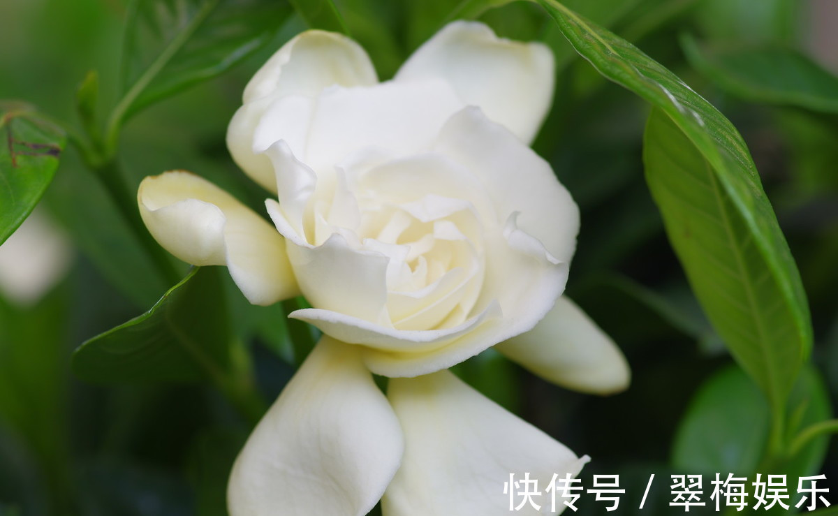 栀子花换盆注意事项,花期换盆需谨慎!