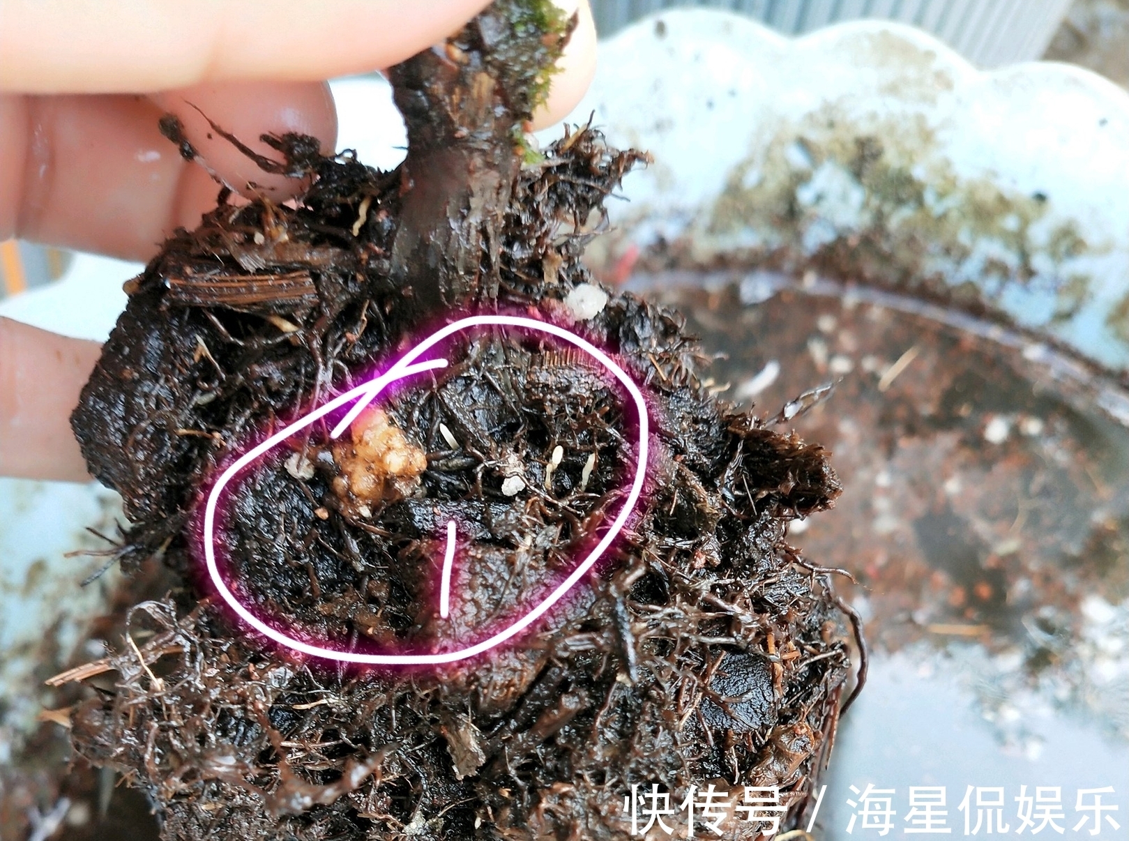 根结线虫|月季长了“土豆根”还能活吗植物癌症不是你想救就能救