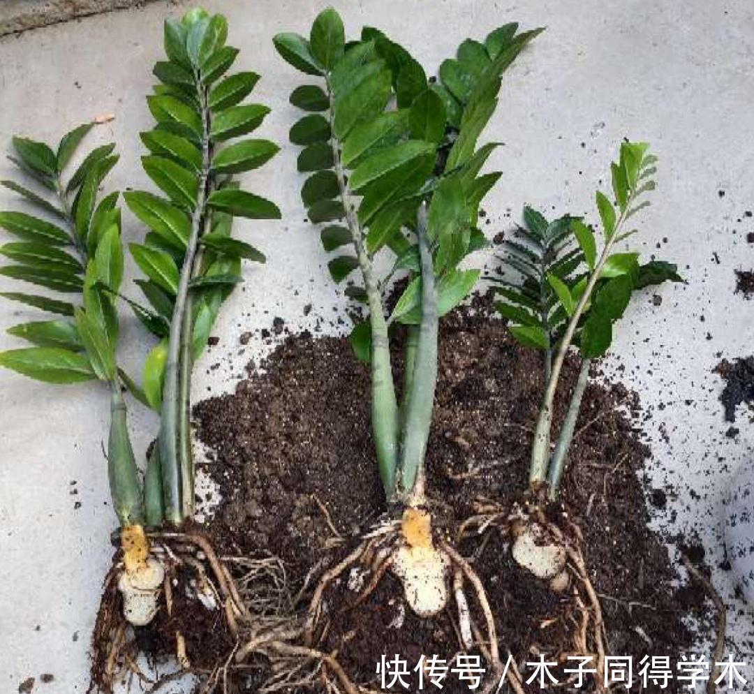 7种花,立秋后换盆,秋冬才能越养越好