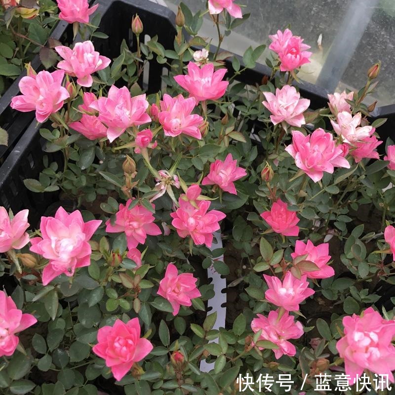 这花咋长的月季的身体却开出朵朵莲花,香气袭人太带劲!