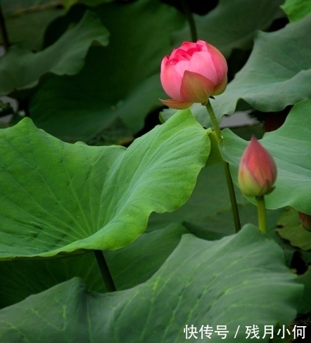 生活质量|12月下旬，桃花旺盛，4属相喜事进门，生活顺心，家庭和谐