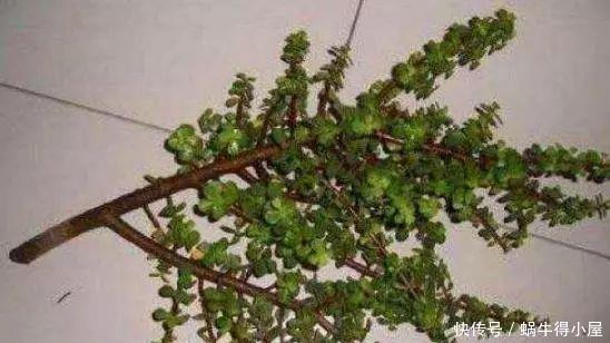 枝条|家庭养这“2种”树，3年就能成“老桩”，不仅好看，而且身价高！