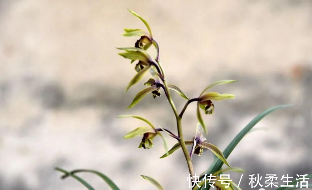 复合肥|兰花可以用复合肥吗?季节、方法、种类,这3者缺一不可