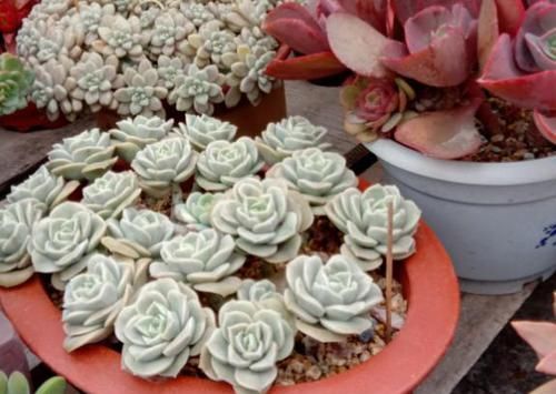 二九寒天，养多肉，想保命就得做到这“3多1少”