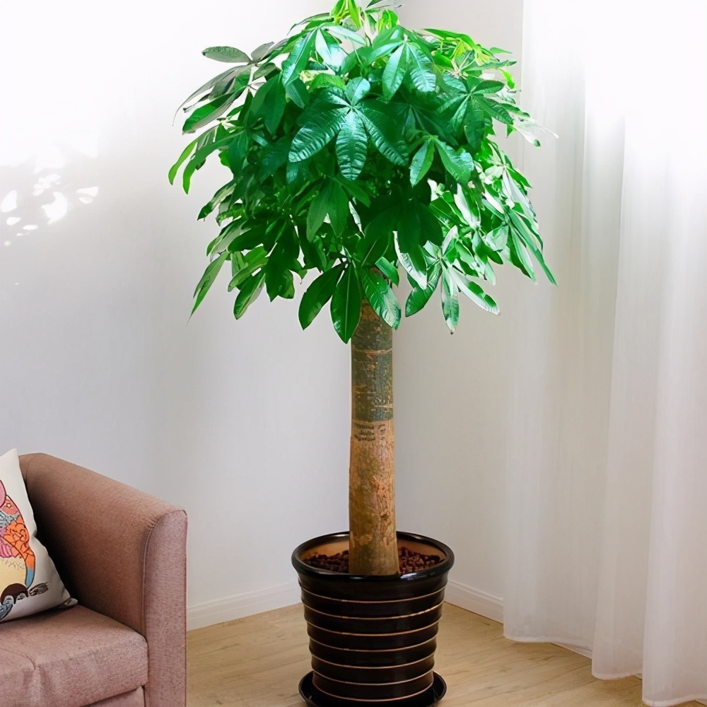 发财树|七种带“钱”的花，好看又好养，寓意吉祥，财源滚滚，建议养一盆