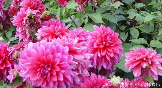 等到它|新手养花,掌握3个技巧,花期延长好几个月,四季反复爆花!