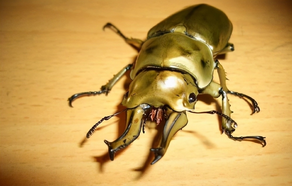 日本漫画|日本的可怕昆虫你见识过么?动漫创意来源!